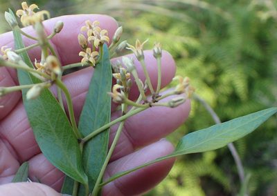 Parsonsia brownii, photographed by corunastylis
