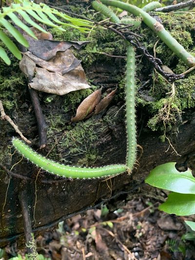 Selenicereus pteranthus, photographed by Brandon Corder