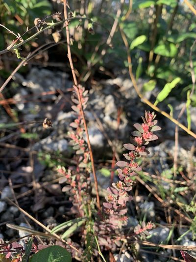 Euphorbia conferta, photographed by Brandon Corder
