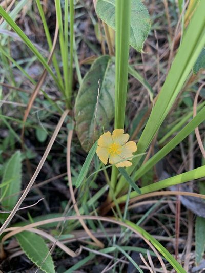Sida elliottii, photographed by Brandon Corder