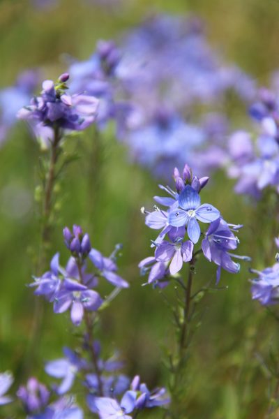 Veronica satureiifolia, photographed by purperlibel