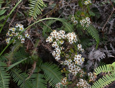 Aster baccharoides, photographed by Michael Meiring