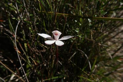Caladenia alpina, photographed by Cowirrie