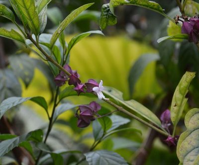 Clerodendrum fortunatum, photographed by Michael Meiring