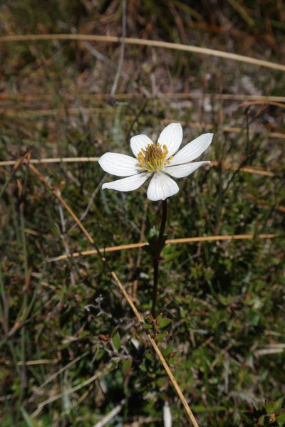 Knowltonia crassifolia, photographed by Cowirrie