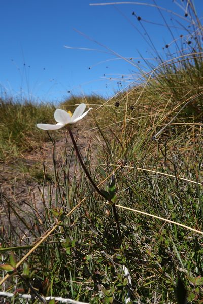 Knowltonia crassifolia, photographed by Cowirrie