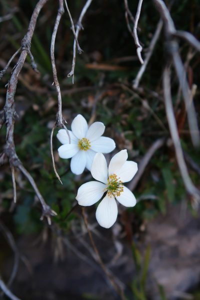 Knowltonia crassifolia, photographed by Cowirrie