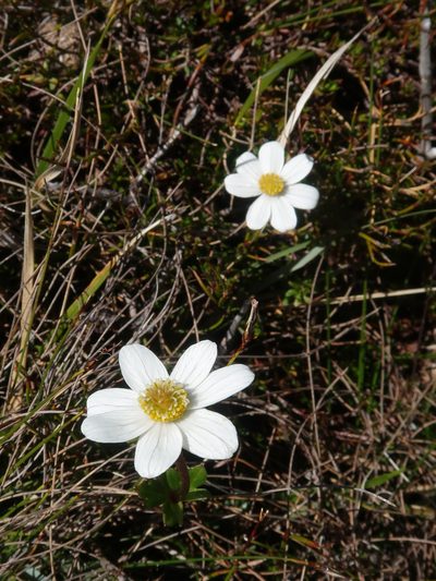 Knowltonia crassifolia, photographed by Cowirrie