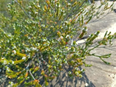 Baeckea imbricata, photographed by Lek Khauv