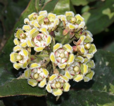 Xysmalobium undulatum, photographed by Alan Manson
