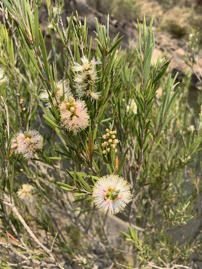 Melaleuca paludicola, photographed by Guy Taseski