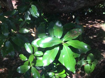Planchonella costata, photographed by nick_goldwater