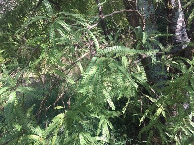 Sophora chathamica, photographed by nick_goldwater