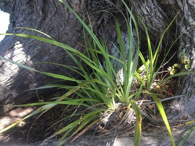 Astelia banksii, photographed by nick_goldwater