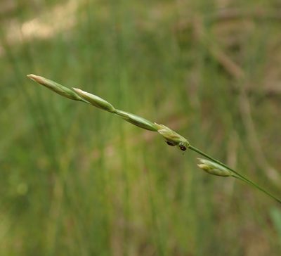 Danthonia decumbens, photographed by Jenny Christianson