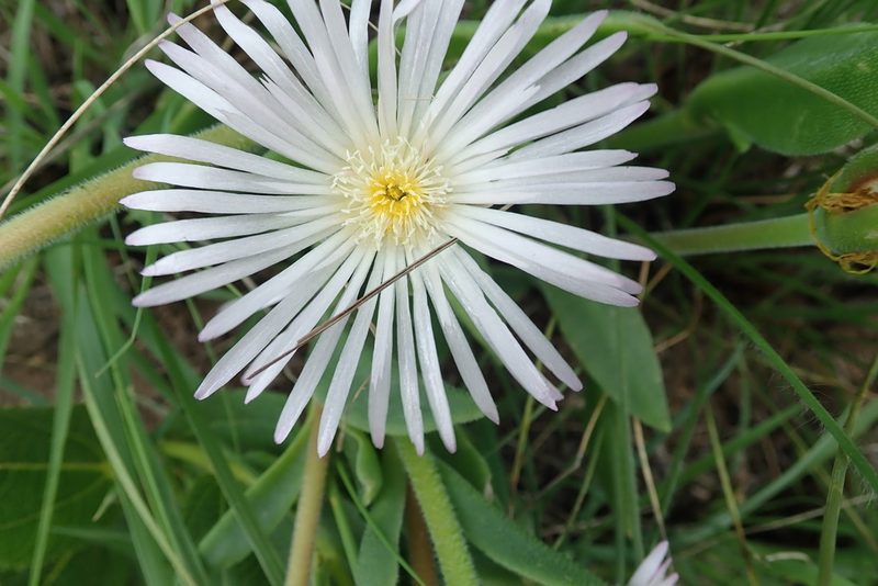 Delosperma sutherlandii, photographed by Peter Warren