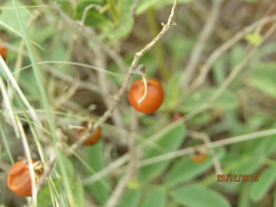 Solanum catombelense, photographed by Murphy Tladi