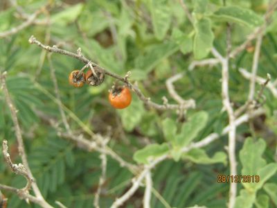 Solanum catombelense, photographed by Murphy Tladi