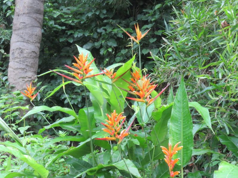 Heliconia hirsuta, photographed by Vincent A. Vos