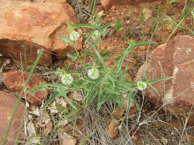 Tragia dioica, photographed by Murphy Tladi