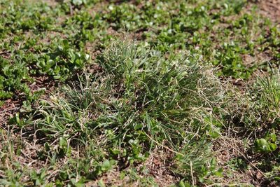 Carex curvula, photographed by Olivier Argagnon