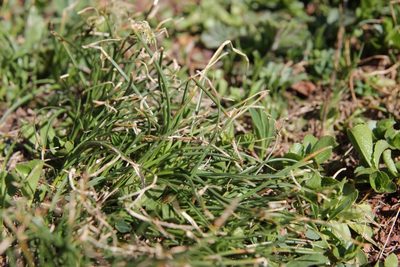 Carex curvula, photographed by Olivier Argagnon