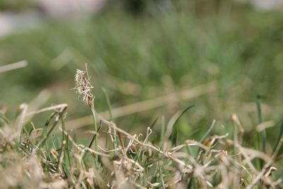 Carex curvula, photographed by Olivier Argagnon