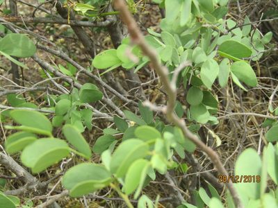 Bauhinia macrantha, photographed by Murphy Tladi