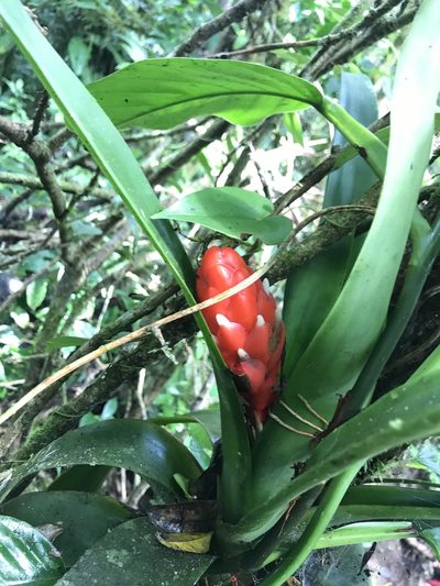 Guzmania desautelsii, photographed by Dario Taraborelli