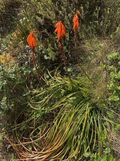 Kniphofia tabularis, photographed by Matthew Fainman