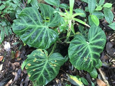 Philodendron verrucosum, photographed by Dario Taraborelli