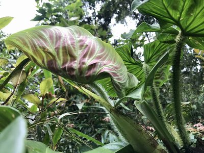 Philodendron verrucosum, photographed by Dario Taraborelli