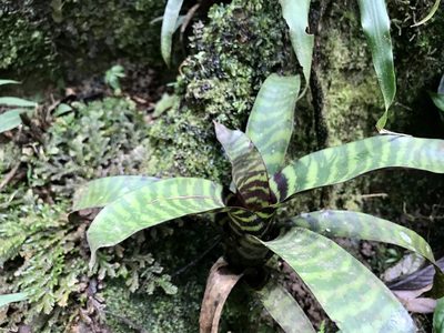 Guzmania musaica, photographed by Dario Taraborelli