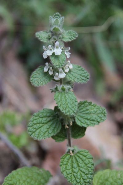 Sideritis villosa, photographed by Olivier Argagnon