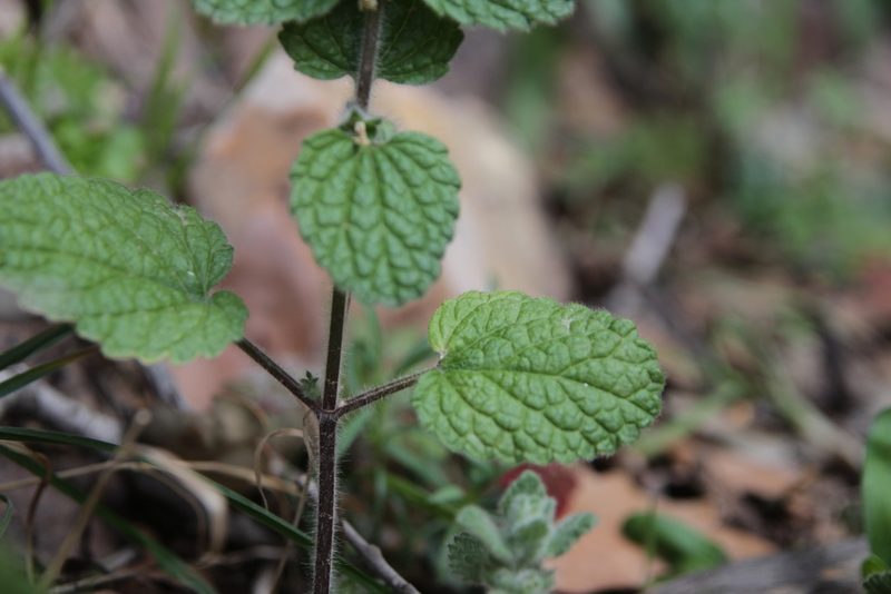 Sideritis villosa, photographed by Olivier Argagnon