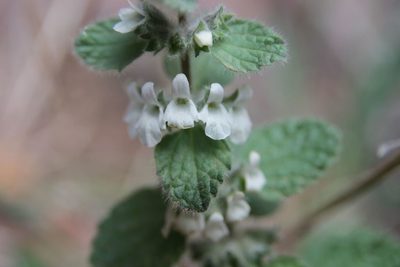 Sideritis villosa, photographed by Olivier Argagnon