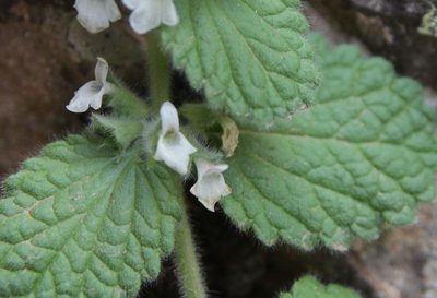 Sideritis villosa, photographed by Olivier Argagnon
