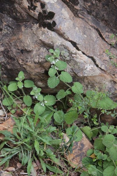 Sideritis villosa, photographed by Olivier Argagnon