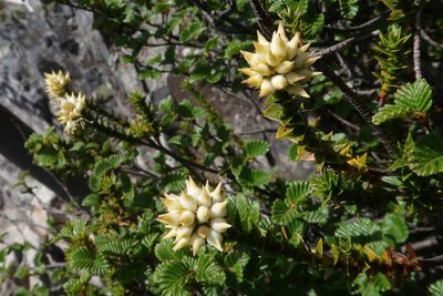 Richea sprengelioides, photographed by Cowirrie