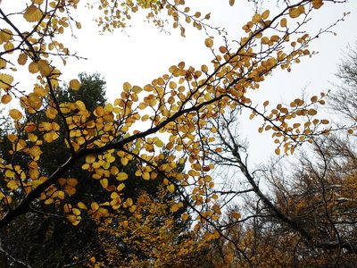 Nothofagus gunnii, photographed by Cowirrie