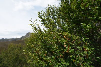 Nothofagus gunnii, photographed by Cowirrie