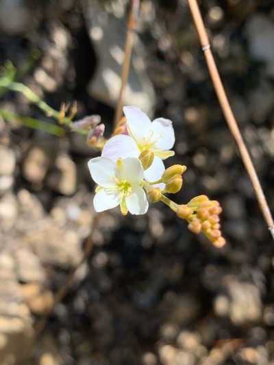 Heliophila macra, photographed by Matthew Fainman