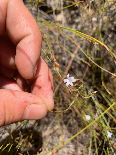 Siphocodon debilis, photographed by Matthew Fainman