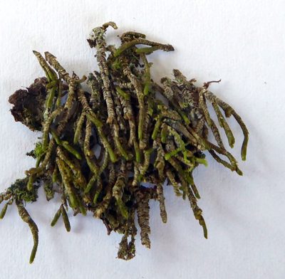 Thysananthus anguiformis, photographed by Peter de Lange