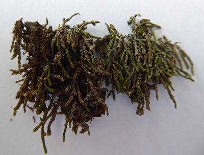 Thysananthus anguiformis, photographed by Peter de Lange