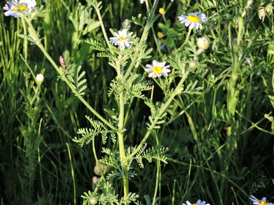 Cota austriaca, photographed by Susan Marley
