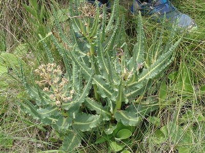Xysmalobium stockenstromense, photographed by Peter Warren