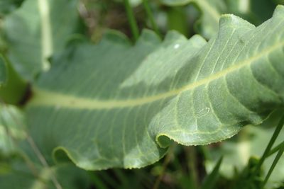 Xysmalobium stockenstromense, photographed by Peter Warren