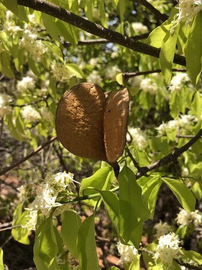 Aspidosperma pyrifolium, photographed by Tim Hirsch