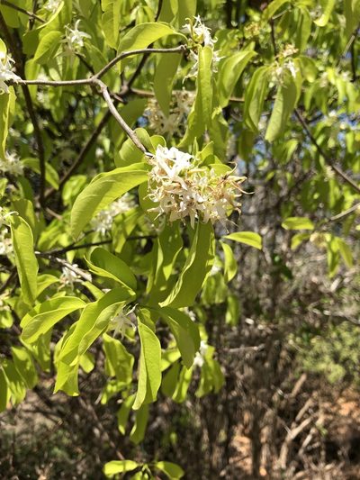 Aspidosperma pyrifolium, photographed by Tim Hirsch